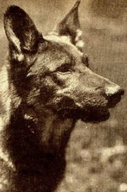 Rin-Tin-Tin