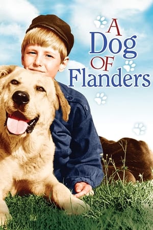 En dvd sur amazon A Dog of Flanders