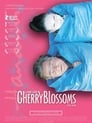 Cherry Blossoms - Hanami - Un rêve japonais