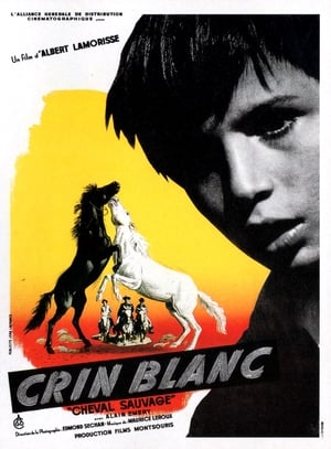 En dvd sur amazon Crin blanc: Le cheval sauvage