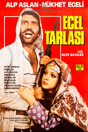 En dvd sur amazon Ecel Tarlası