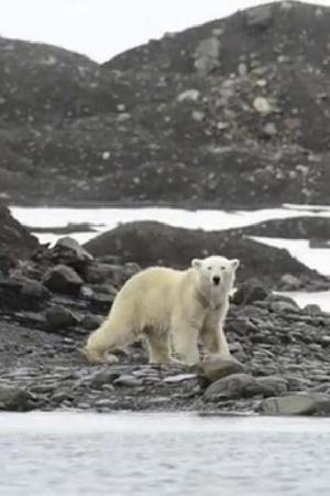 En dvd sur amazon Expedition Svalbard: Part 1 - Hornsund to Bear Island