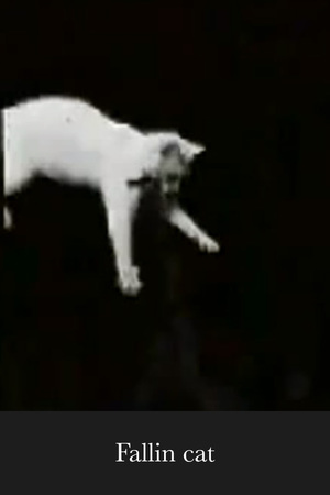 En dvd sur amazon Falling Cat