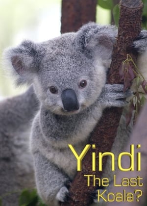 En dvd sur amazon Grainger's World: Yindi: The Last Koala?