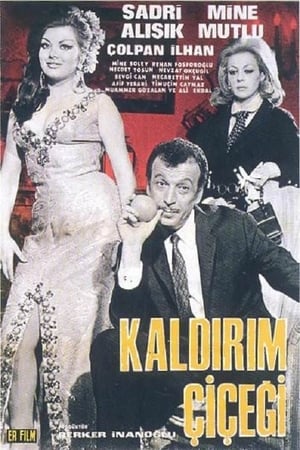 En dvd sur amazon Kaldırım Çiçeği