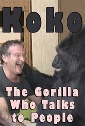 En dvd sur amazon Koko: The Gorilla Who Talks to People