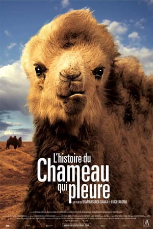 En dvd sur amazon Die Geschichte vom weinenden Kamel
