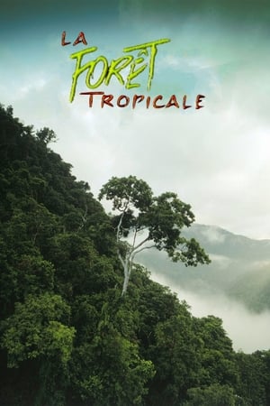 En dvd sur amazon Tropical Rainforest