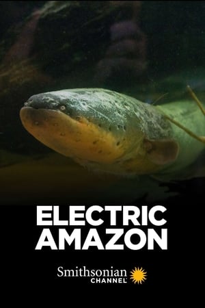 En dvd sur amazon Electric Amazon