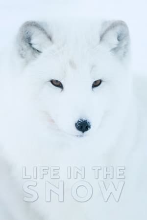 En dvd sur amazon Life In The Snow