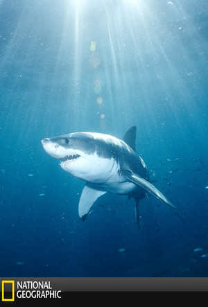 En dvd sur amazon National Geographic Ultimate Shark