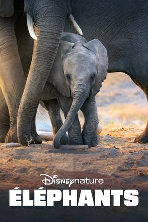 En dvd sur amazon Elephant