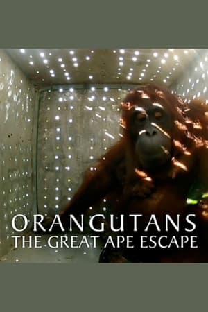 En dvd sur amazon Orangutans: The Great Ape Escape