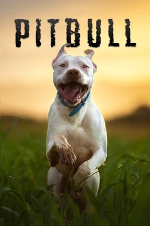 En dvd sur amazon Pitbull