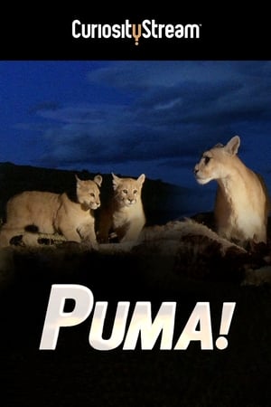 Téléchargement de 'Puma!' en testant usenext