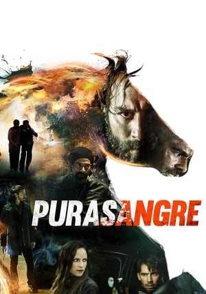 En dvd sur amazon Purasangre