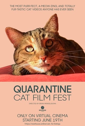 En dvd sur amazon Quarantine Cat Film Festival