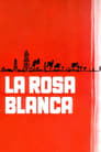 Rosa blanca