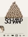 Schaap