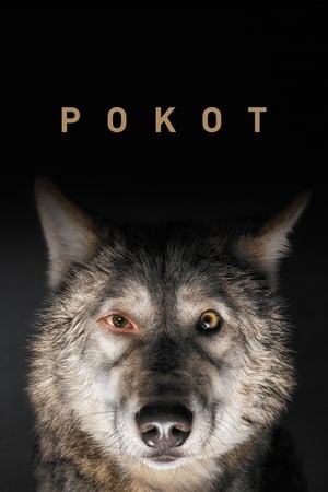 En dvd sur amazon Pokot