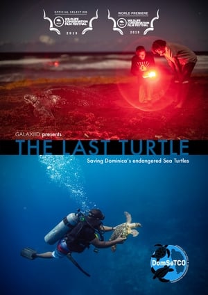 En dvd sur amazon The Last Turtle