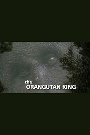 En dvd sur amazon The Orangutan King