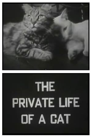 En dvd sur amazon The Private Life of a Cat