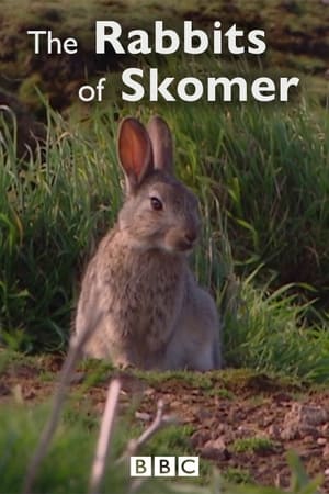 En dvd sur amazon The Rabbits of Skomer