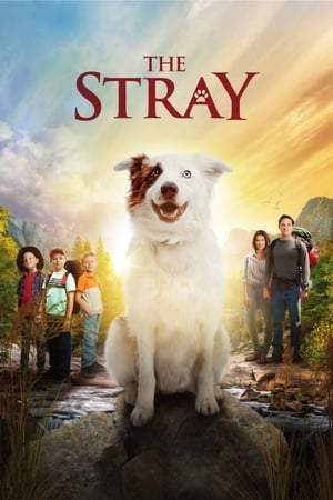 En dvd sur amazon The Stray