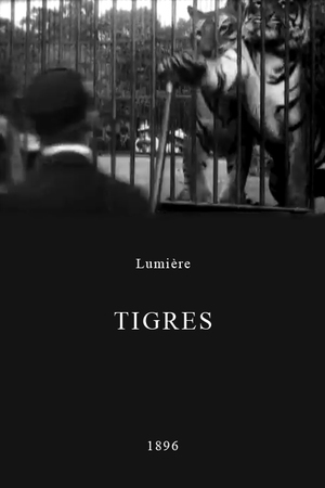 En dvd sur amazon Tigres