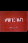 White Rat