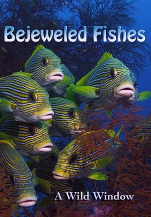 En dvd sur amazon Wild Window: Bejeweled Fishes